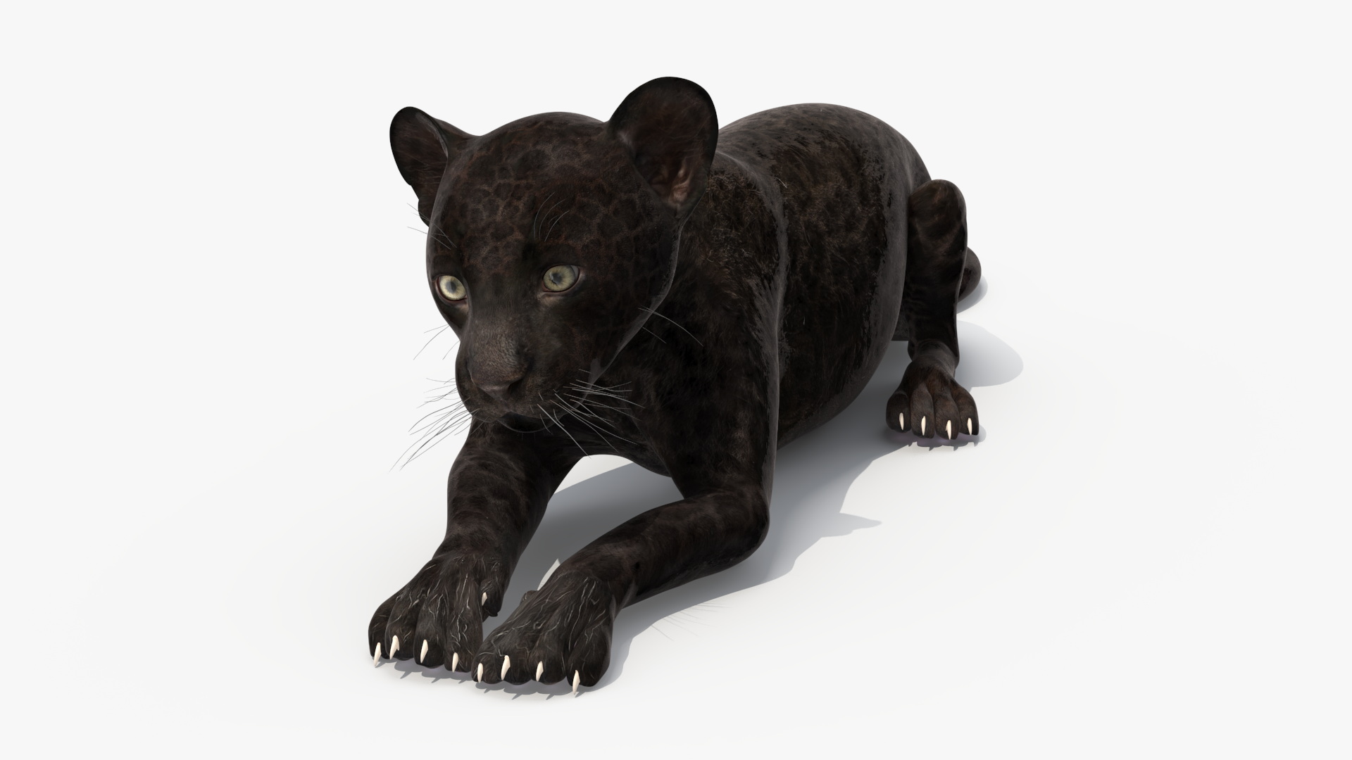 3D Panther Cub Rigged model