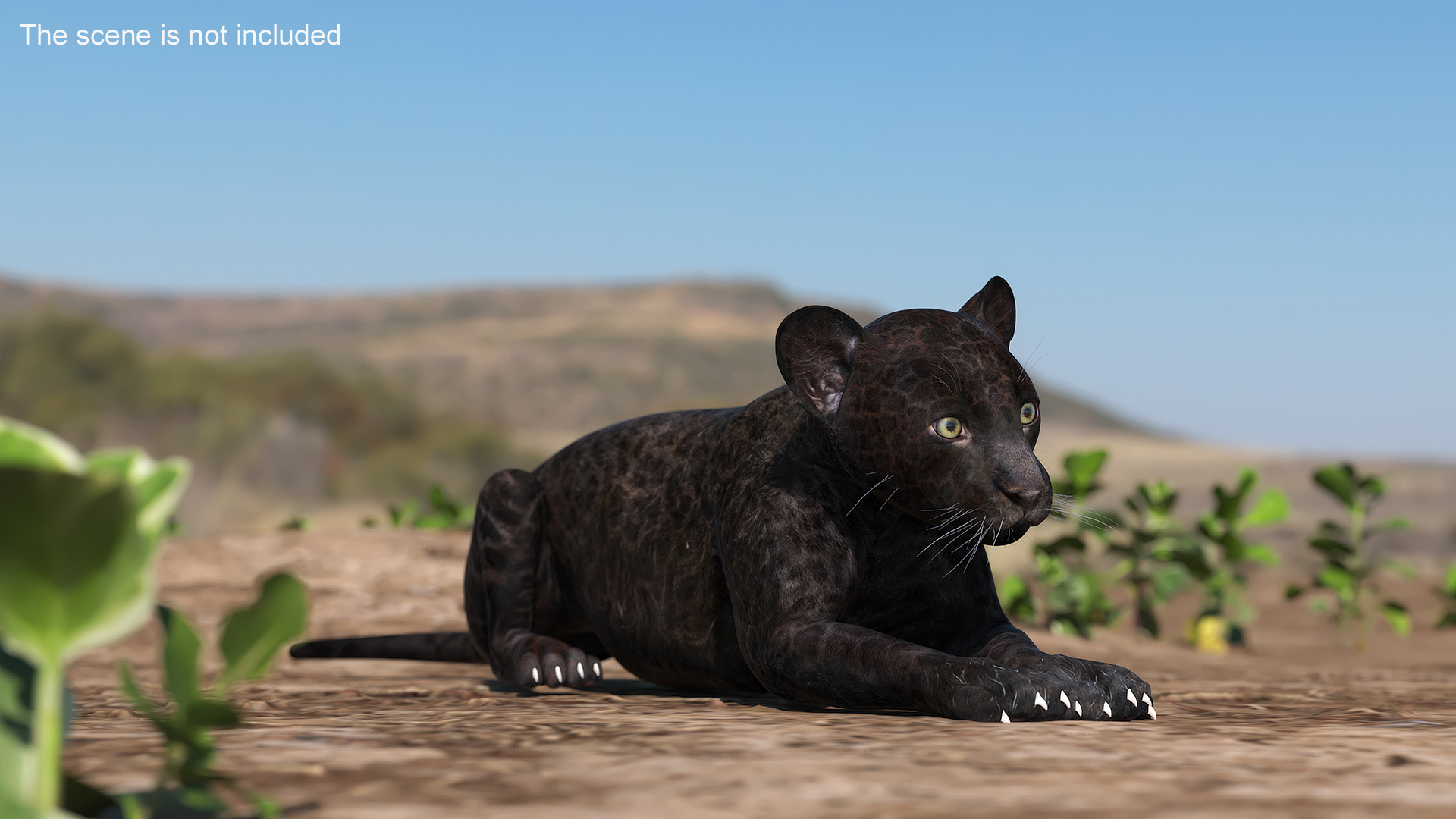 3D Panther Cub Rigged model