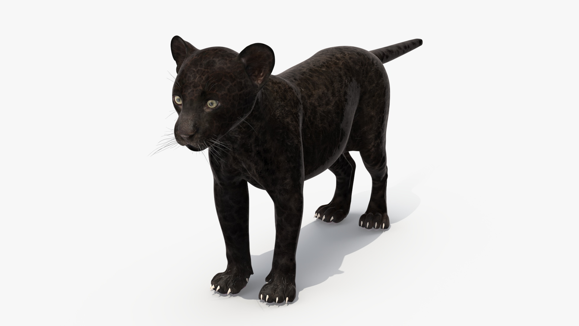 3D Panther Cub Rigged model