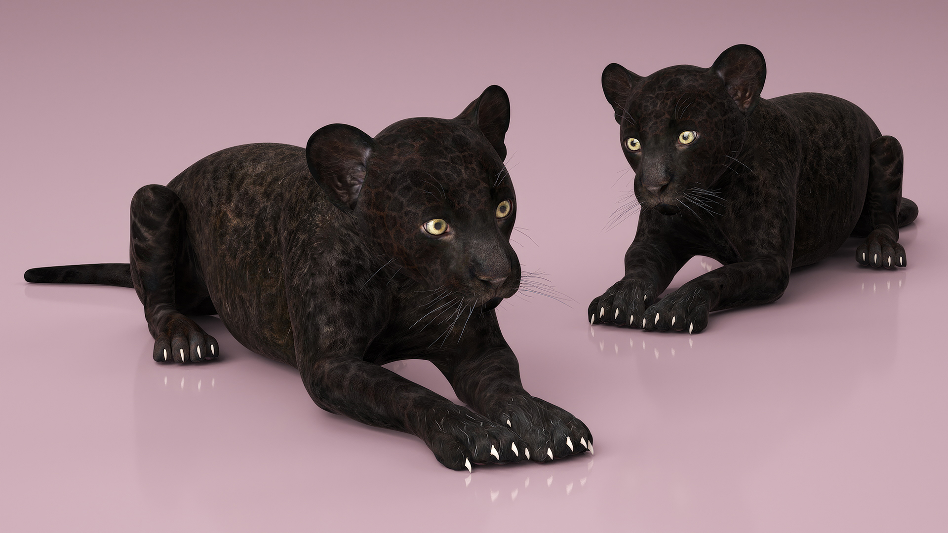 3D Panther Cub Rigged model