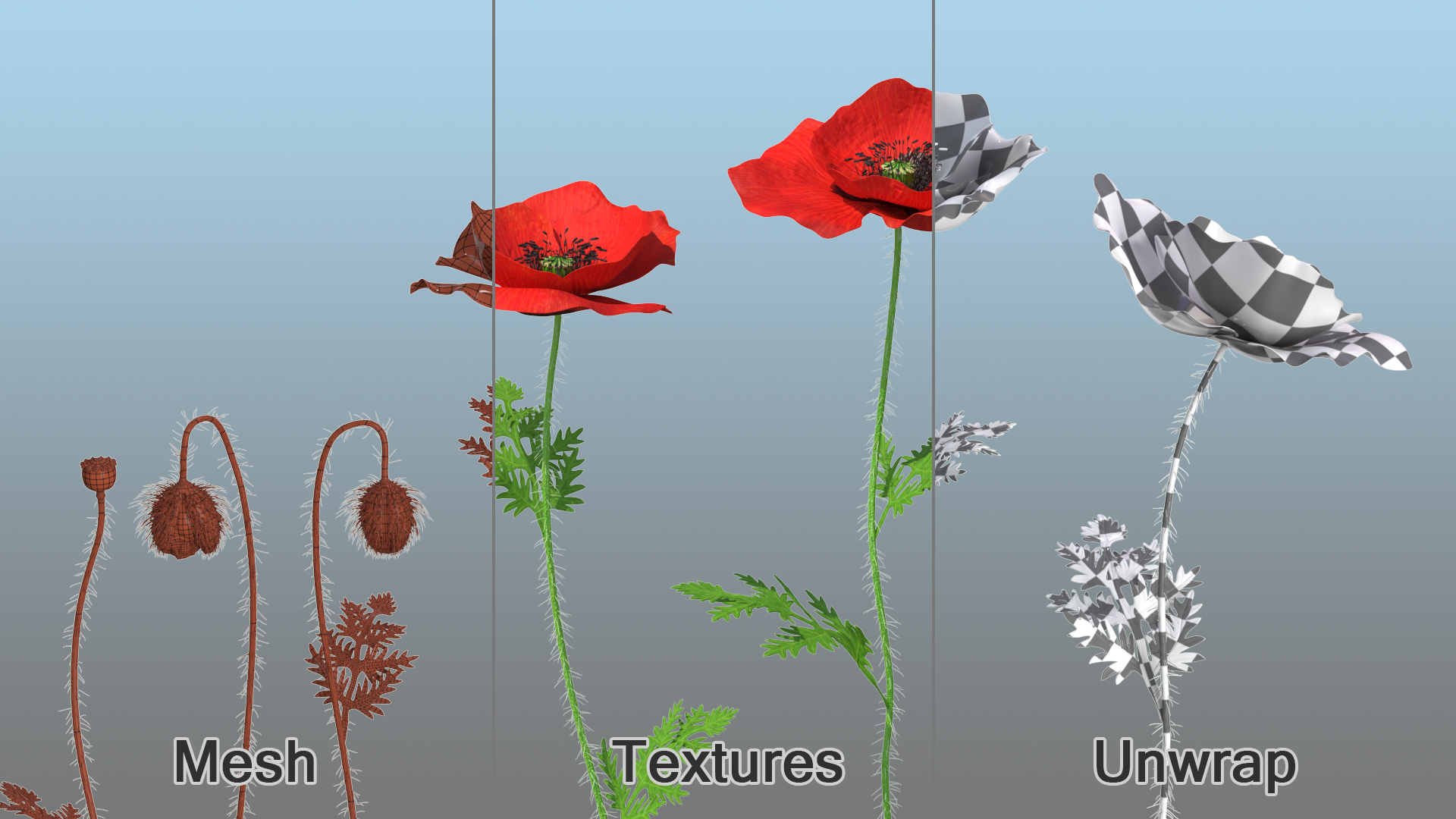 Stages of Poppy Flower Growth 3D model
