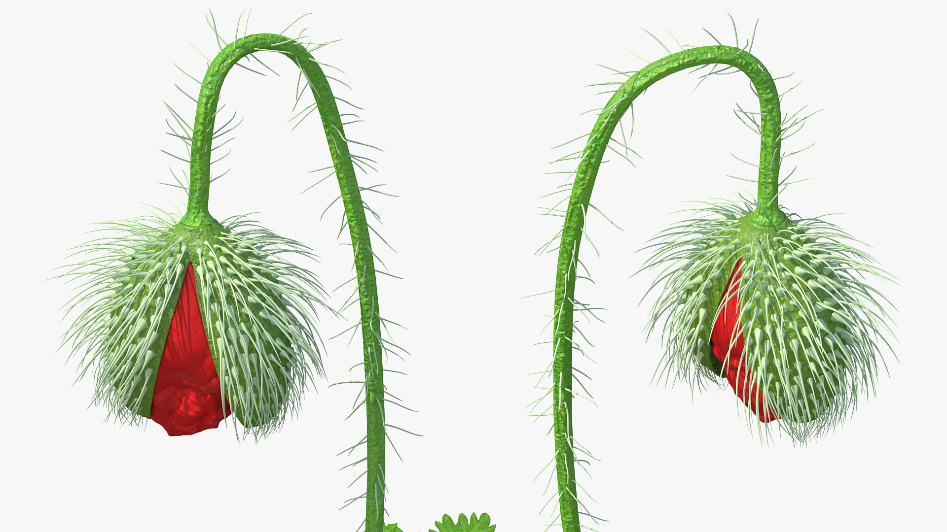 Stages of Poppy Flower Growth 3D model