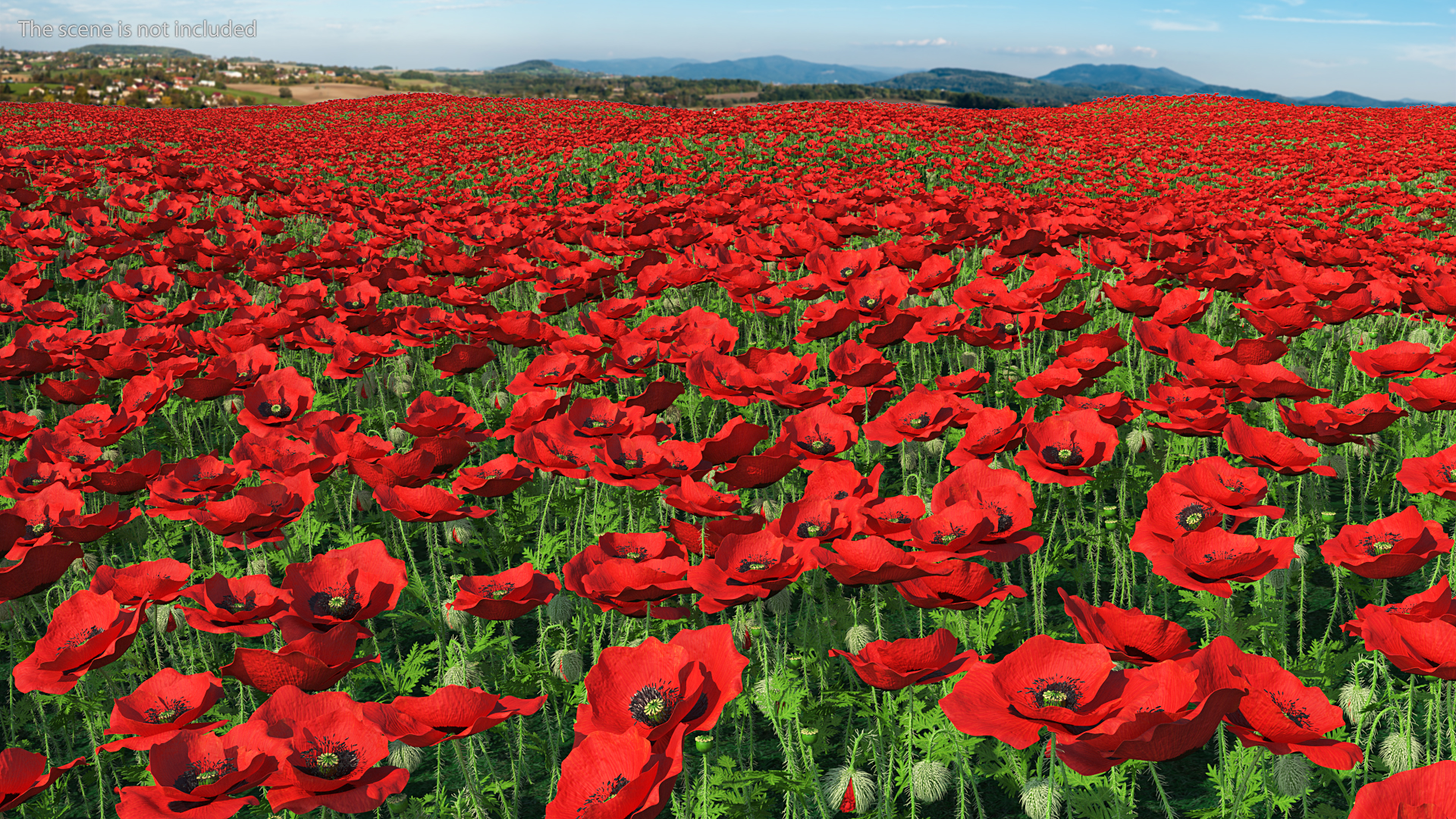 Stages of Poppy Flower Growth 3D model