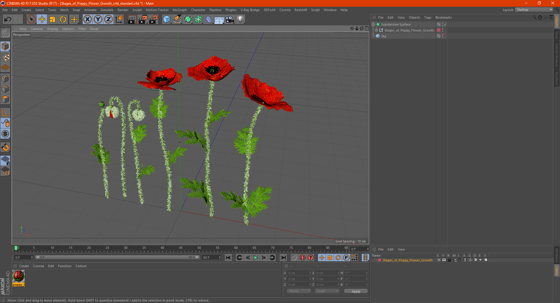 Stages of Poppy Flower Growth 3D model