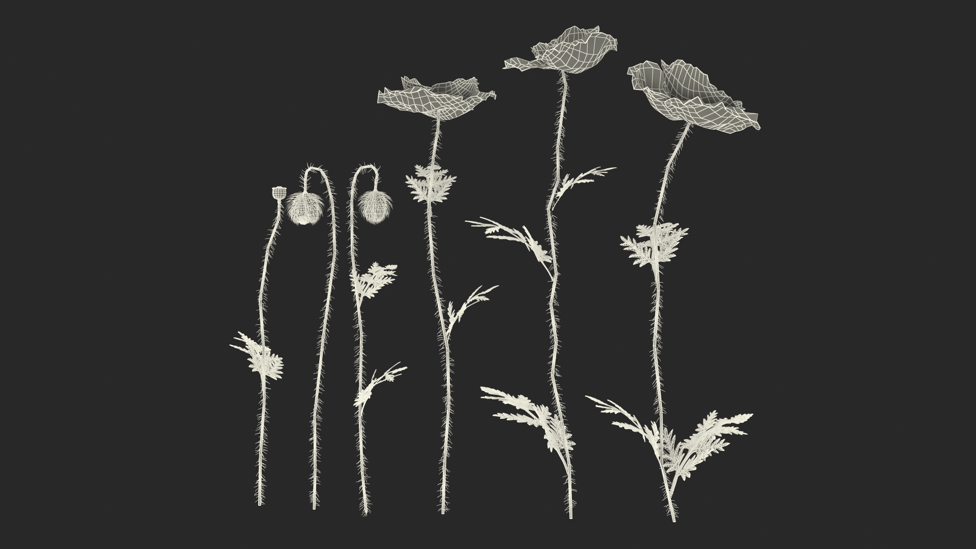 Stages of Poppy Flower Growth 3D model