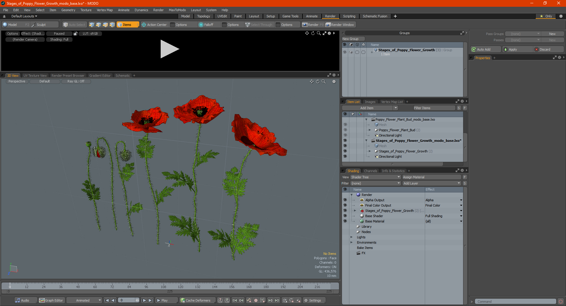 Stages of Poppy Flower Growth 3D model