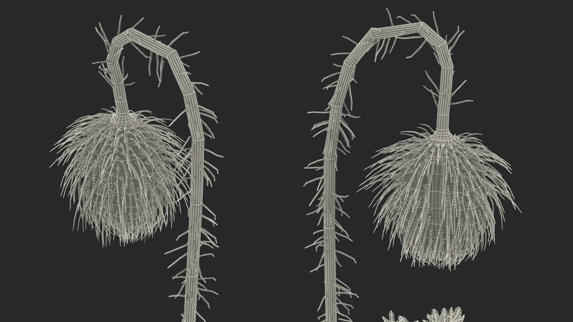 Stages of Poppy Flower Growth 3D model