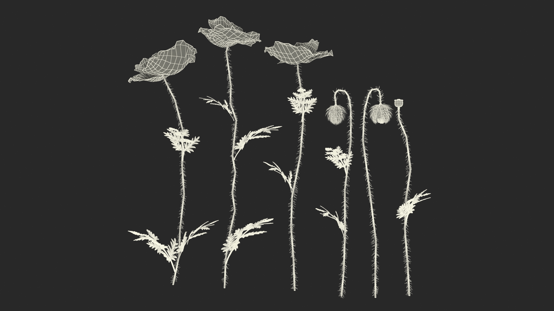 Stages of Poppy Flower Growth 3D model