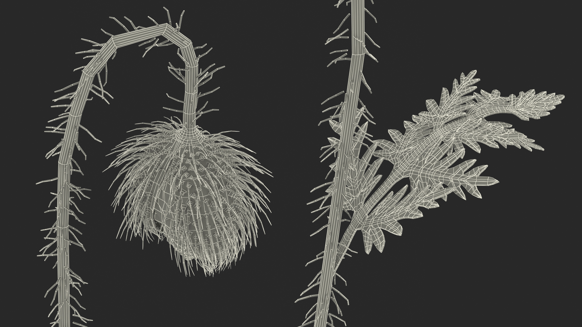 Stages of Poppy Flower Growth 3D model