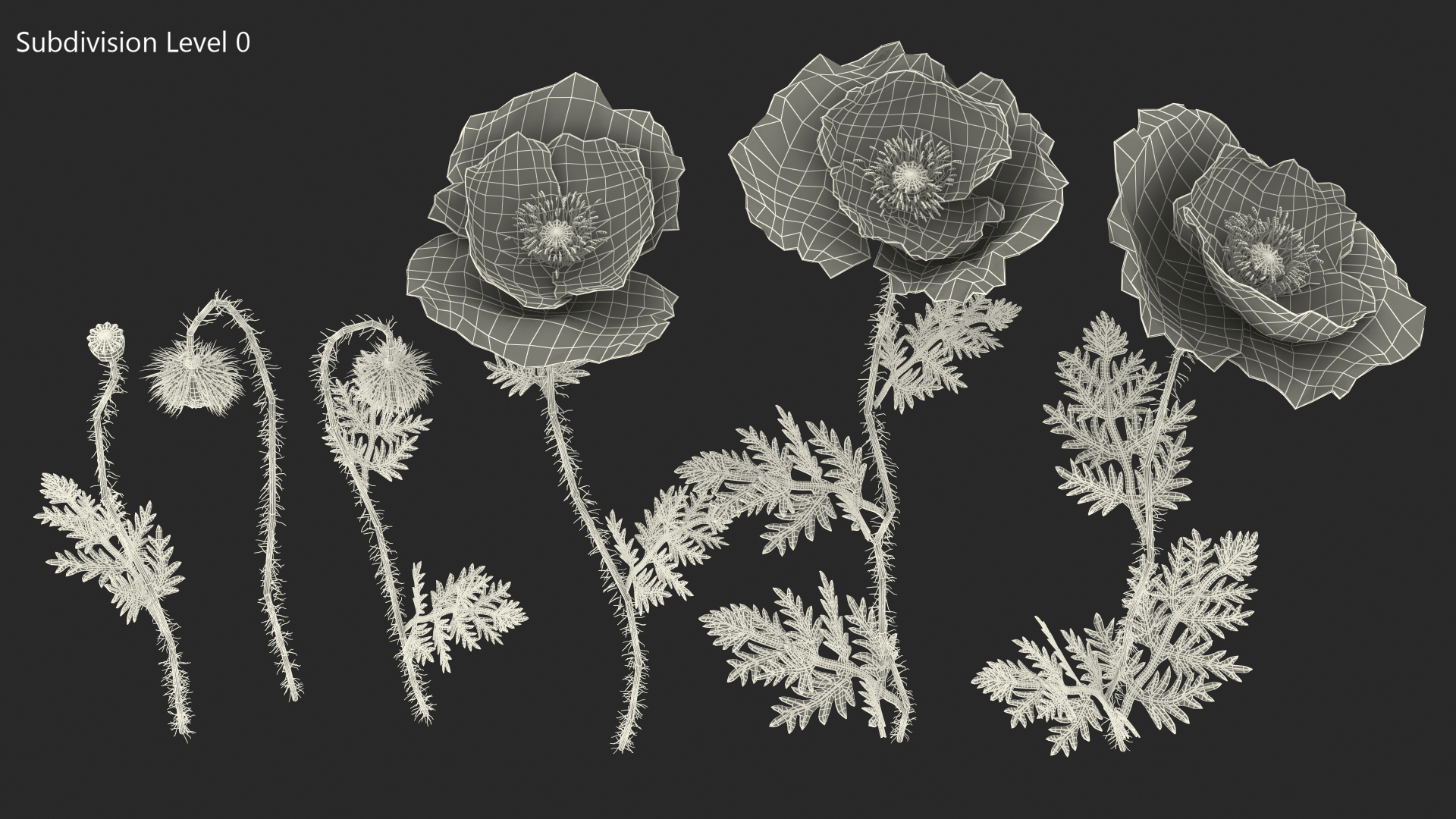 Stages of Poppy Flower Growth 3D model