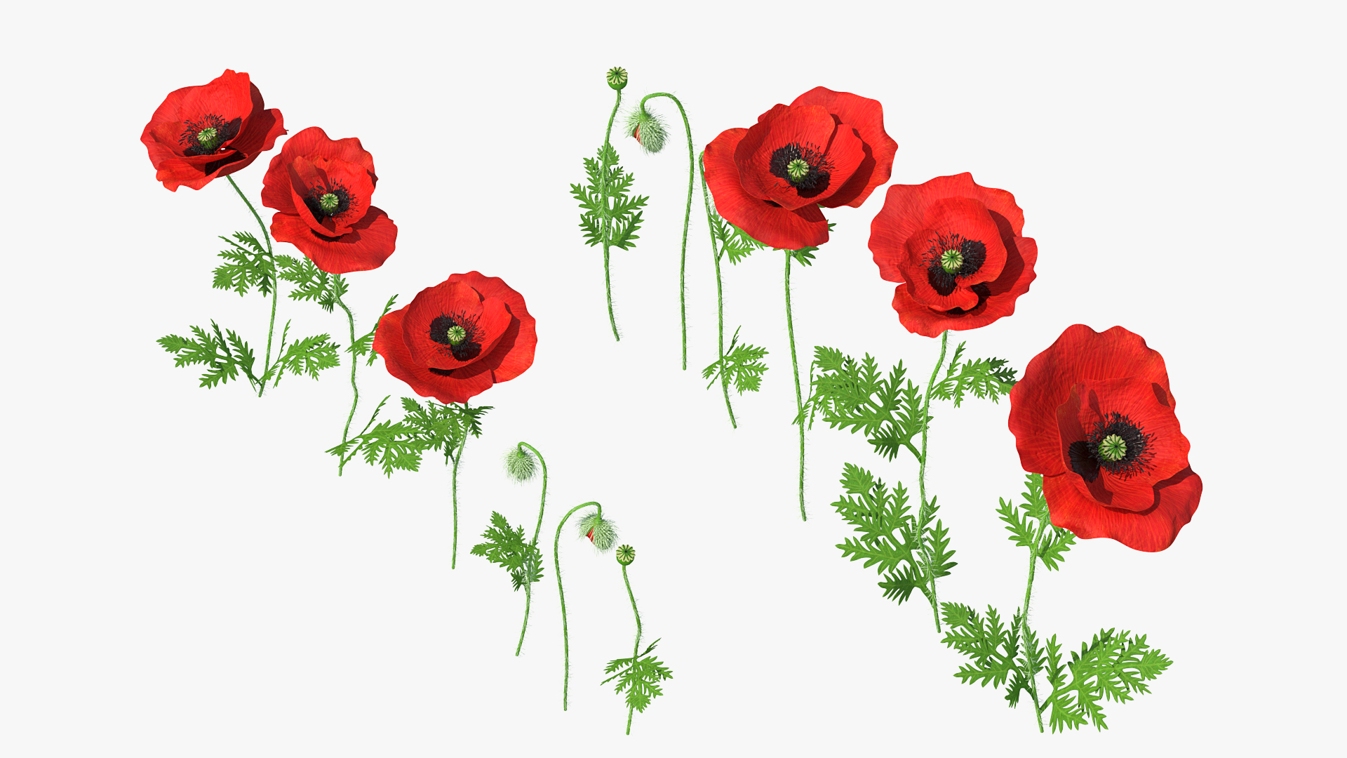 Stages of Poppy Flower Growth 3D model