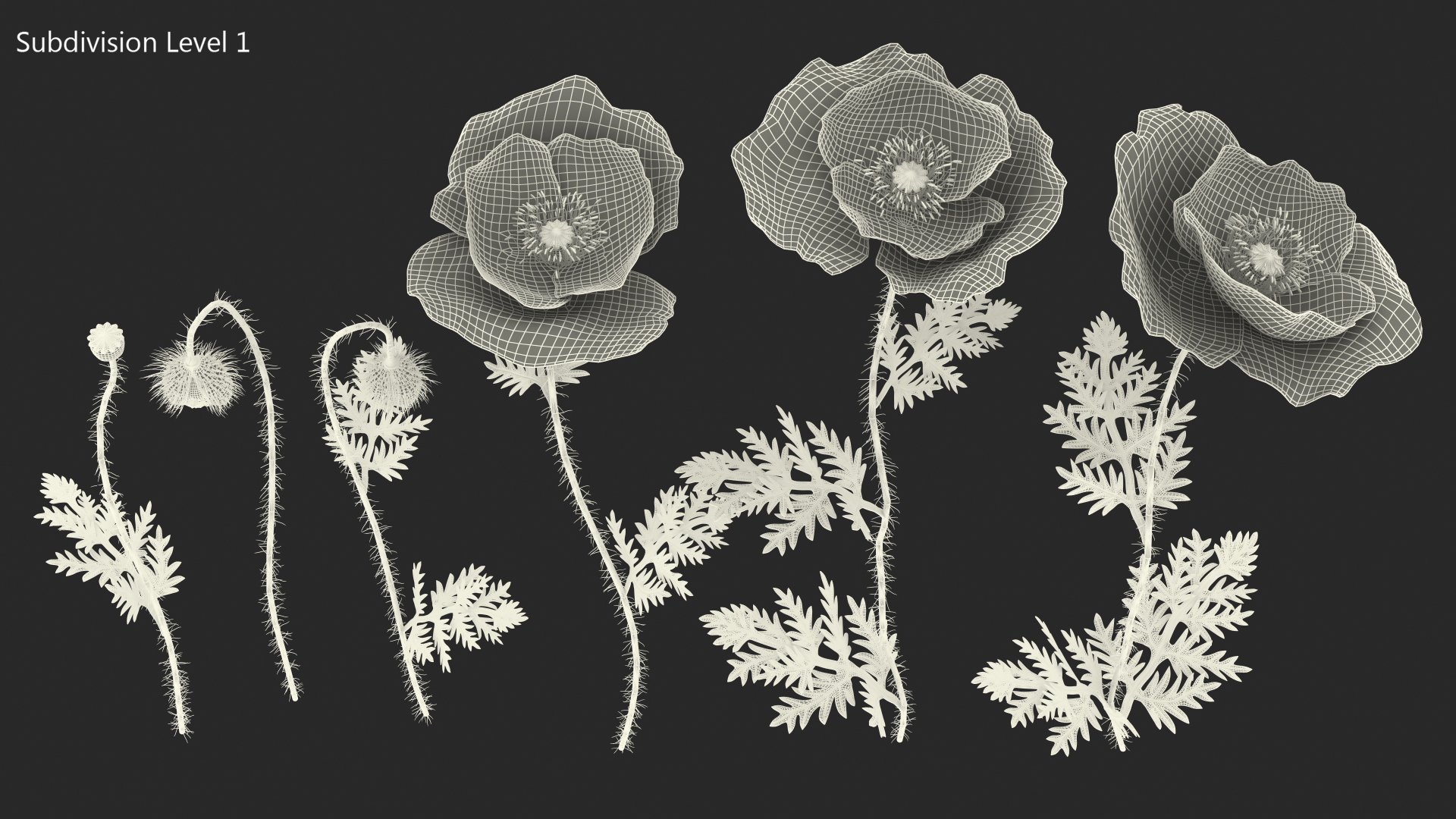 Stages of Poppy Flower Growth 3D model