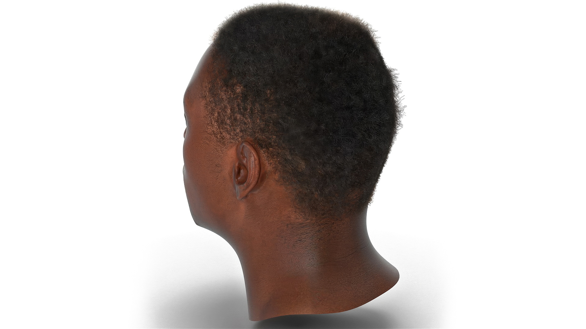 African American Male Head Rigged Fur 3D
