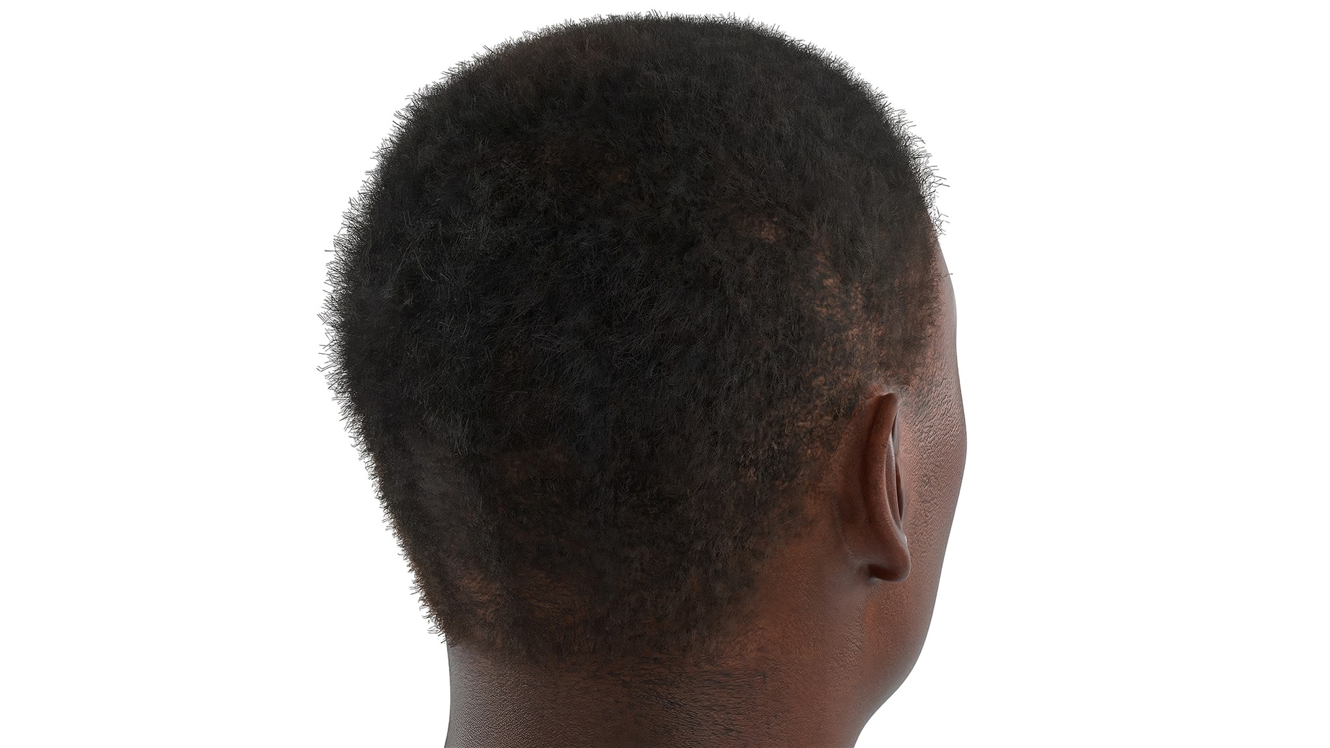 African American Male Head Rigged Fur 3D