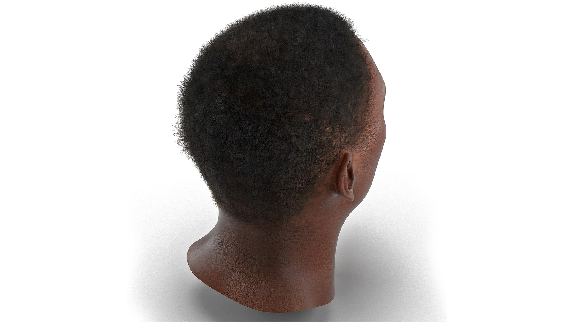 African American Male Head Rigged Fur 3D