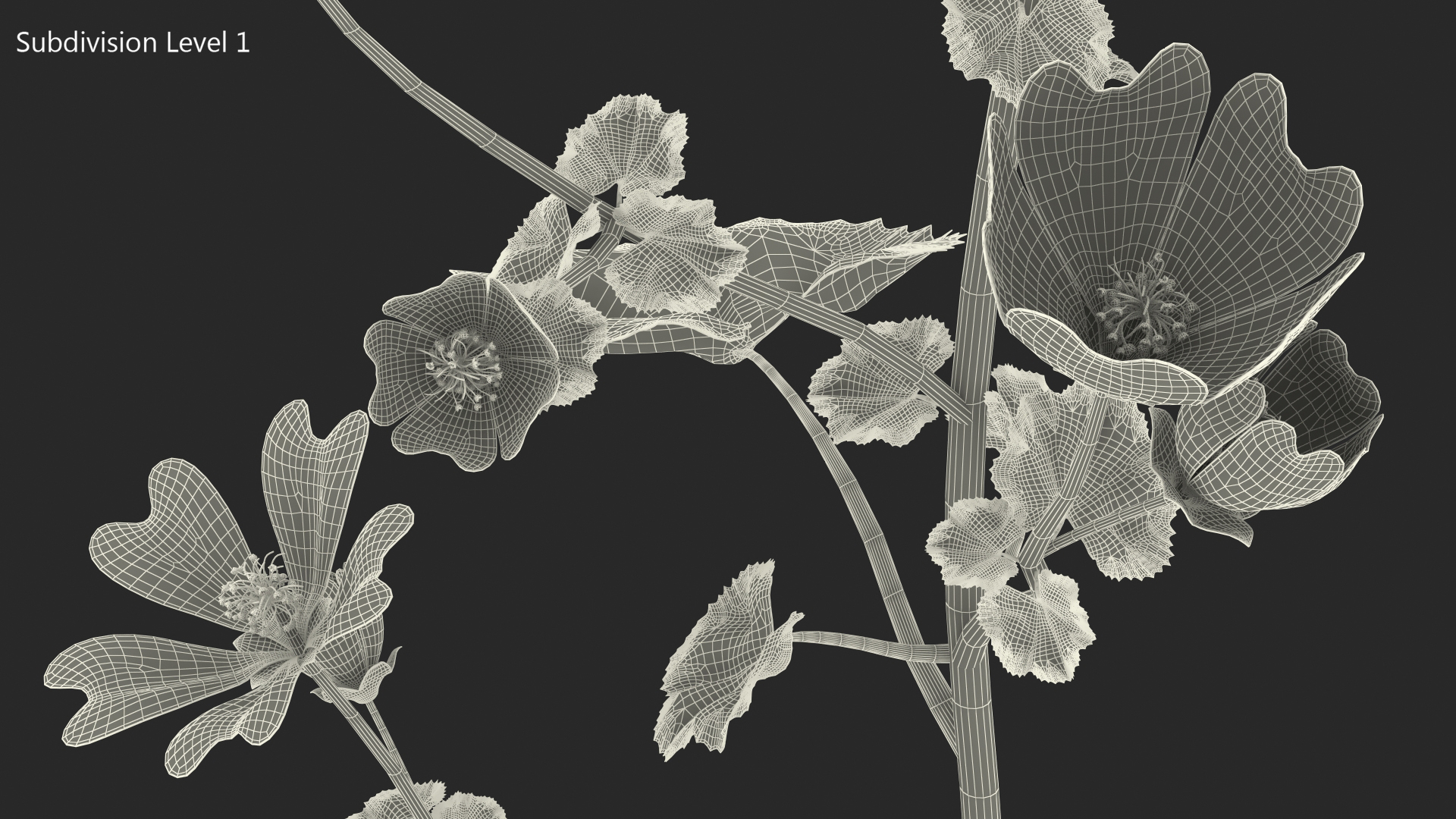 3D Malva Sylvestris