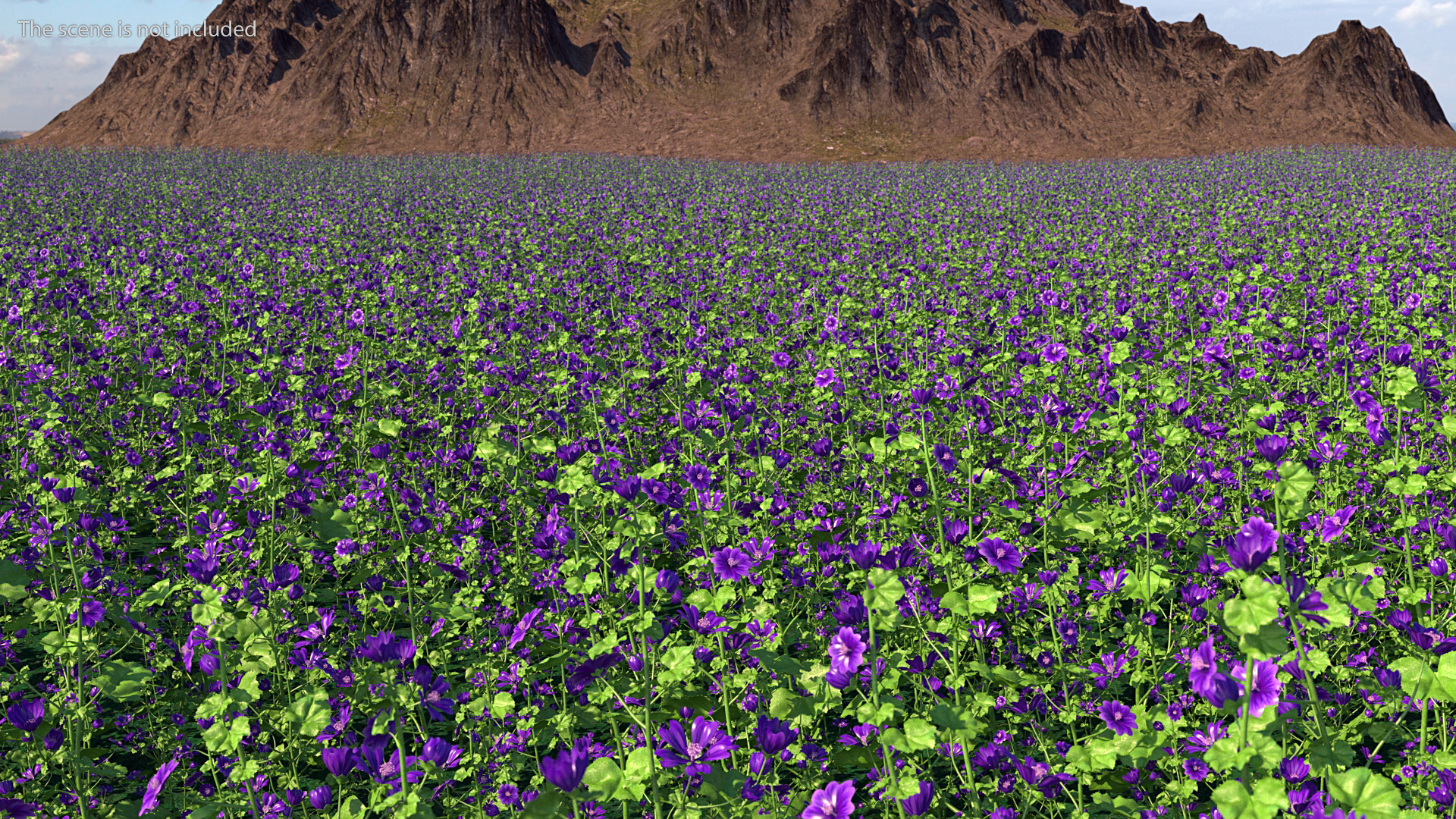3D Malva Sylvestris