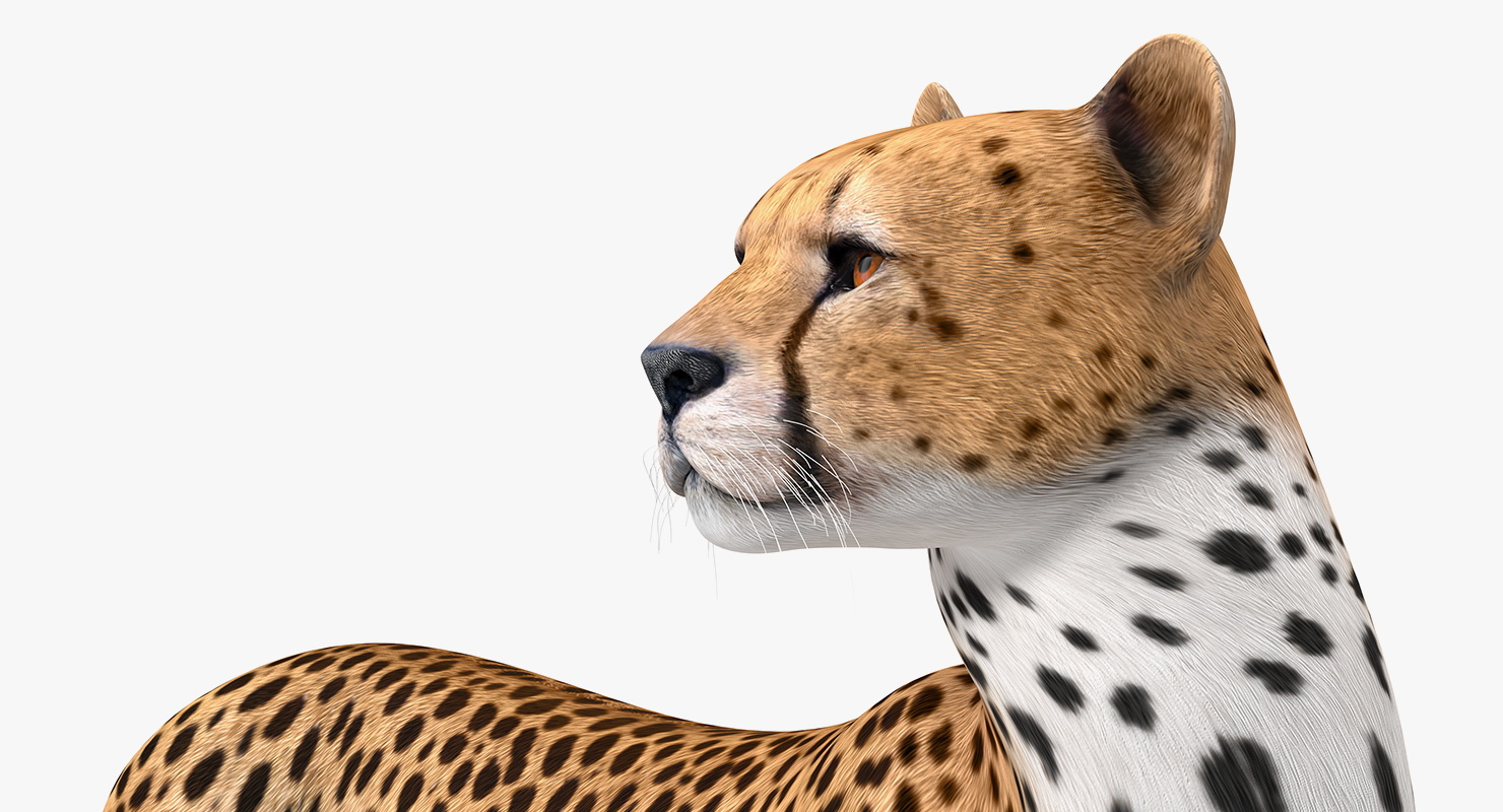 Cheetah Rigged 3D model