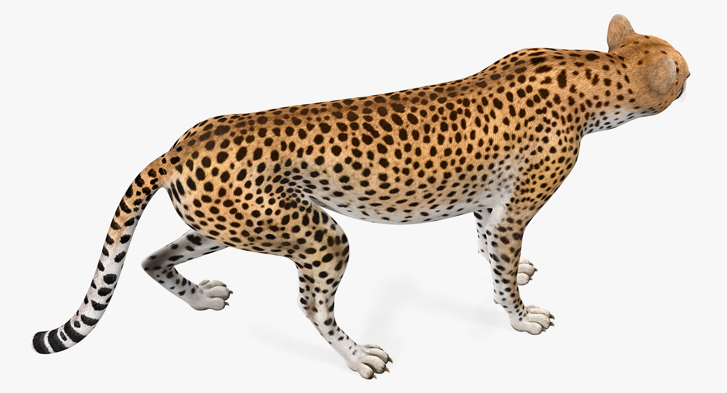 Cheetah Rigged 3D model