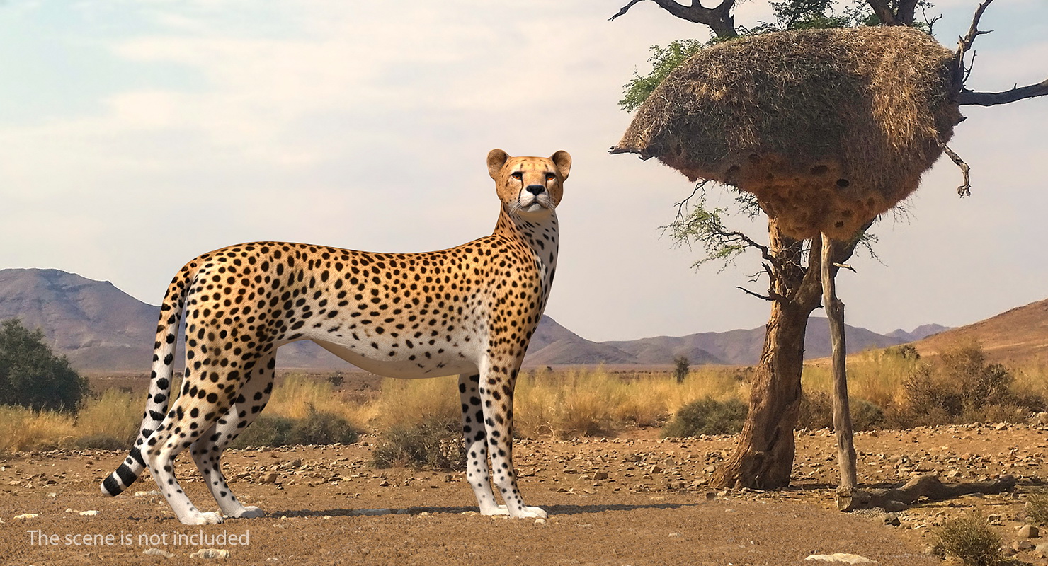 Cheetah Rigged 3D model