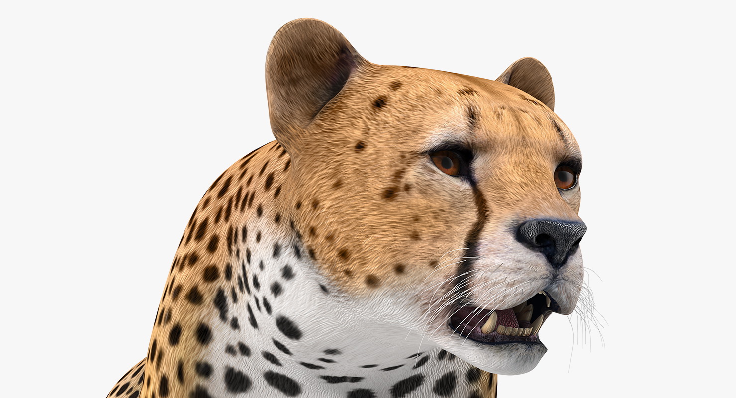 Cheetah Rigged 3D model