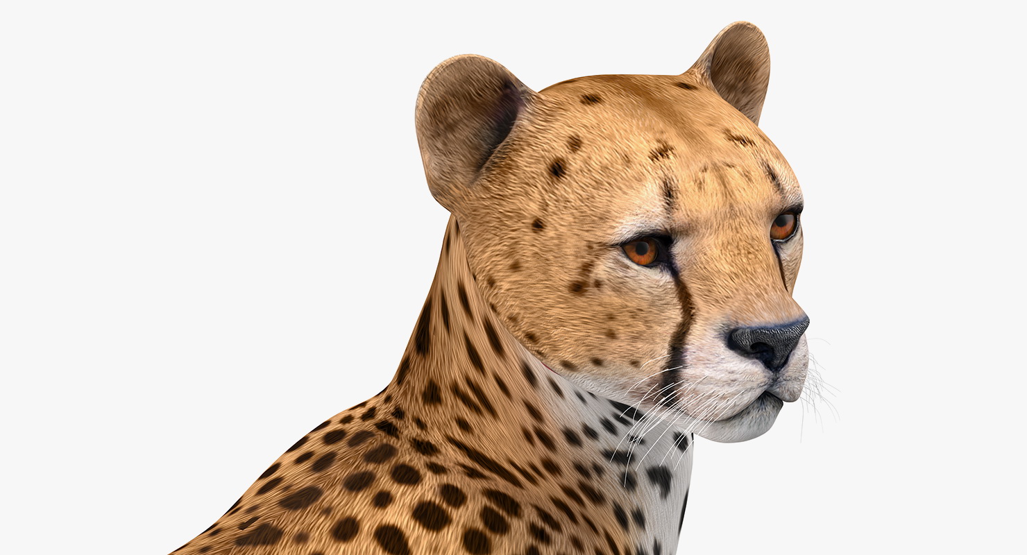 Cheetah Rigged 3D model