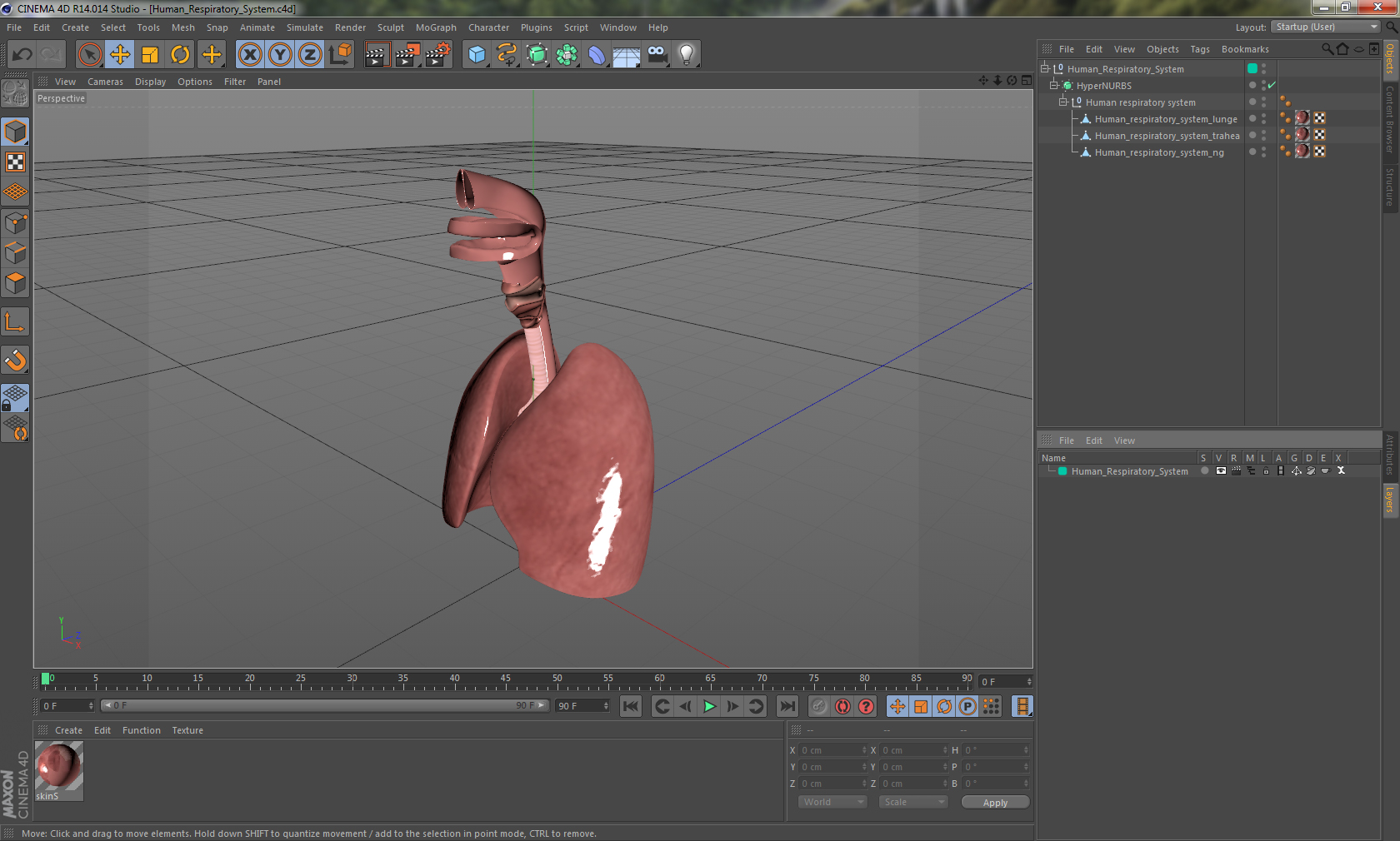 Human Respiratory System 3D model