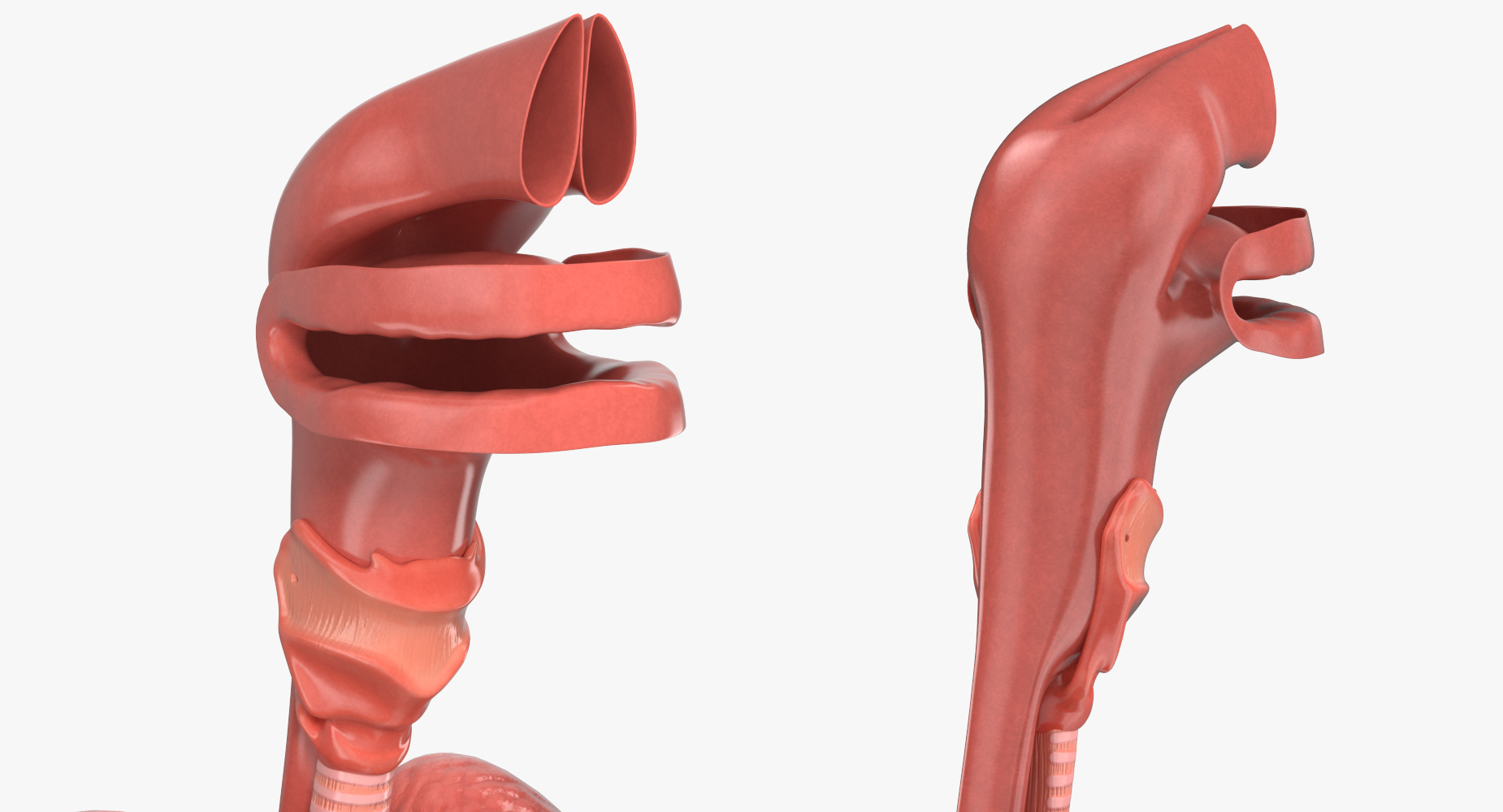 Human Respiratory System 3D model