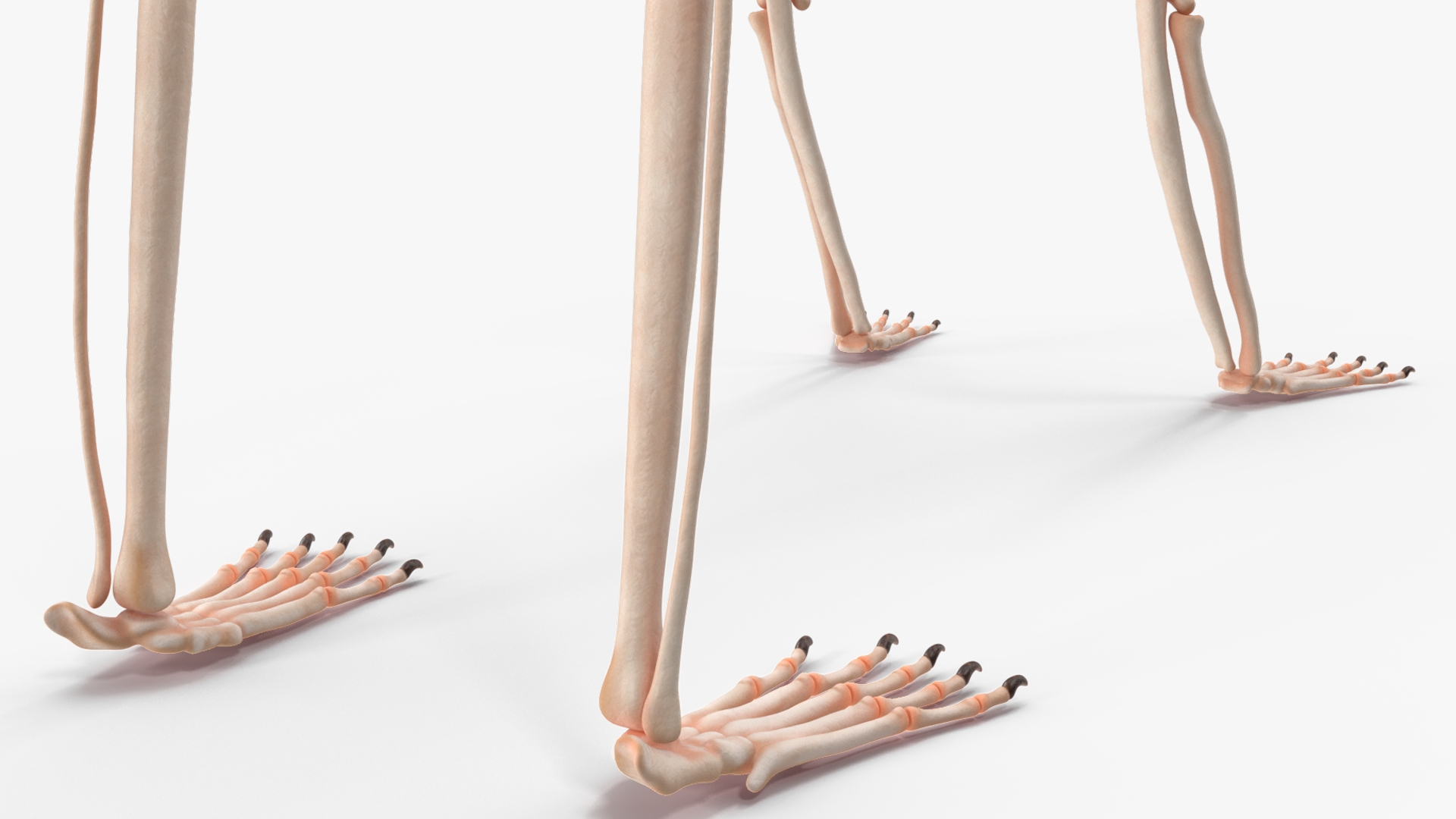 Marmoset Monkey Skeleton 3D model