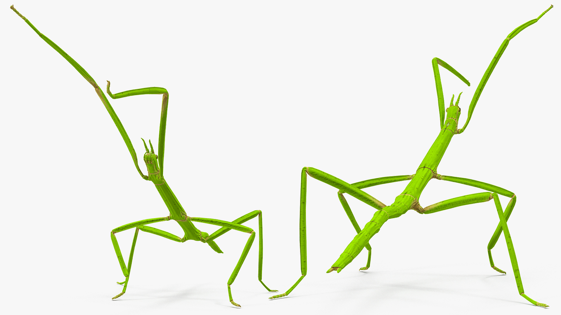 3D model Stick Insect Green Attack Pose
