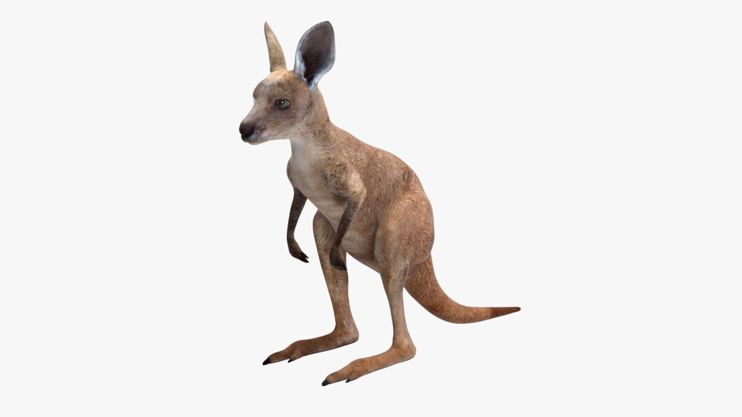 Baby Kangaroo Rigged for Cinema 4D 3D model