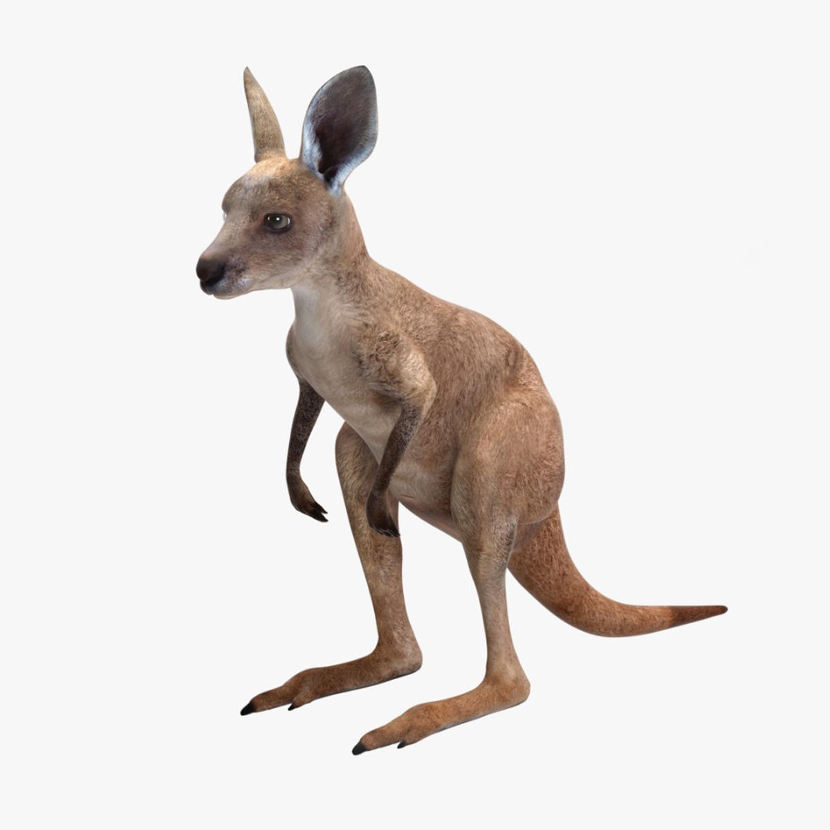Baby Kangaroo Rigged for Cinema 4D 3D model