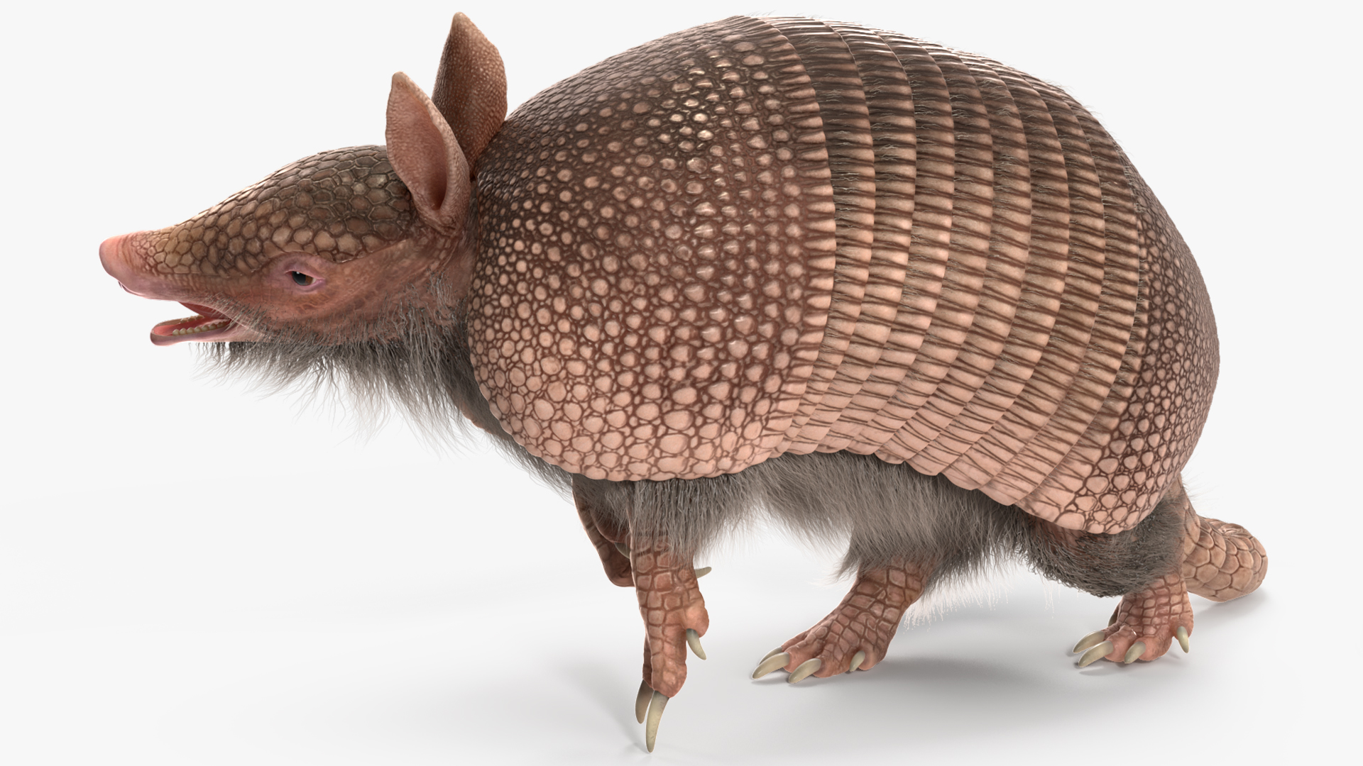 3D model Armadillo Pink Fur Rigged