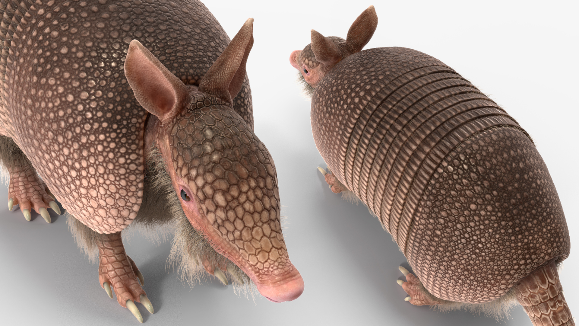 3D model Armadillo Pink Fur Rigged