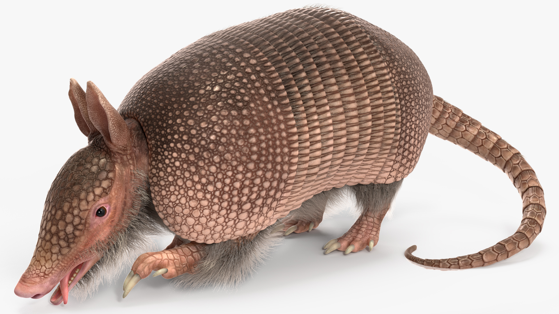 3D model Armadillo Pink Fur Rigged
