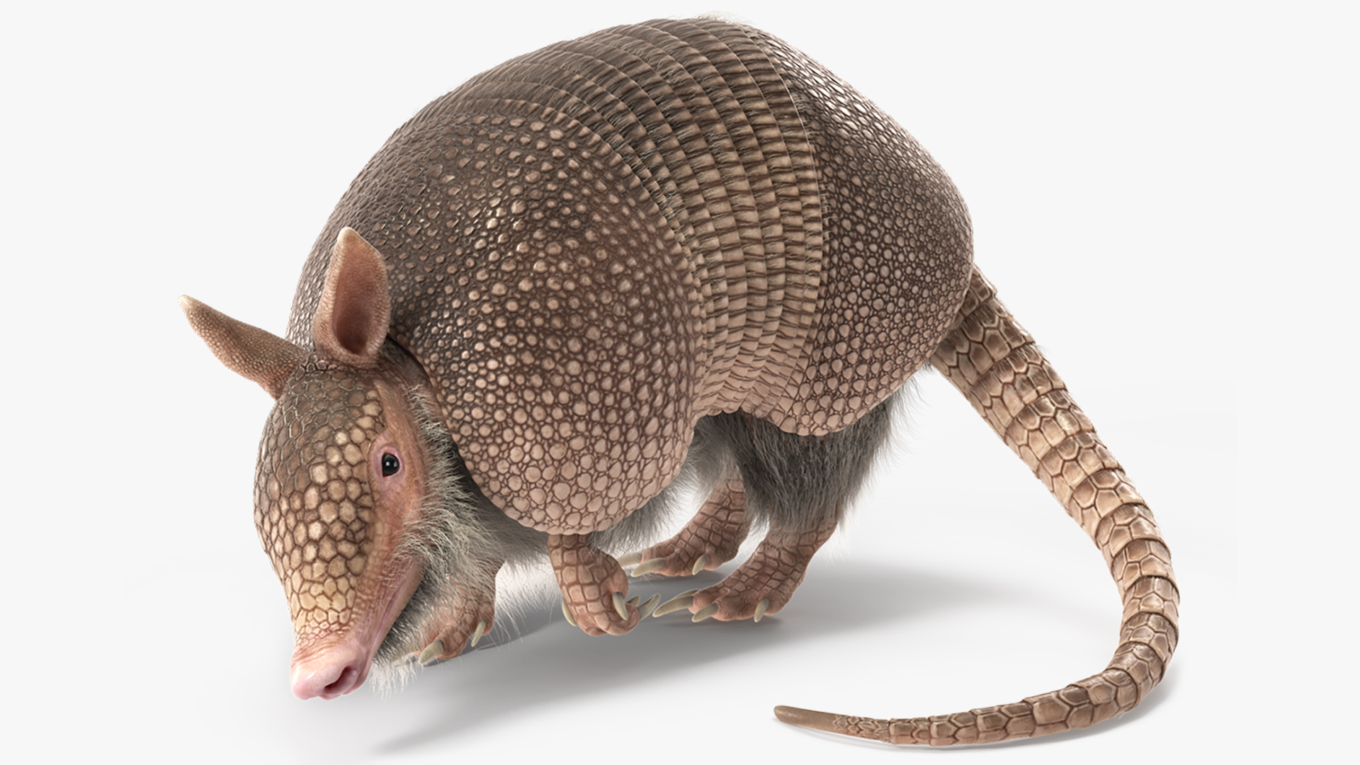 3D model Armadillo Pink Fur Rigged