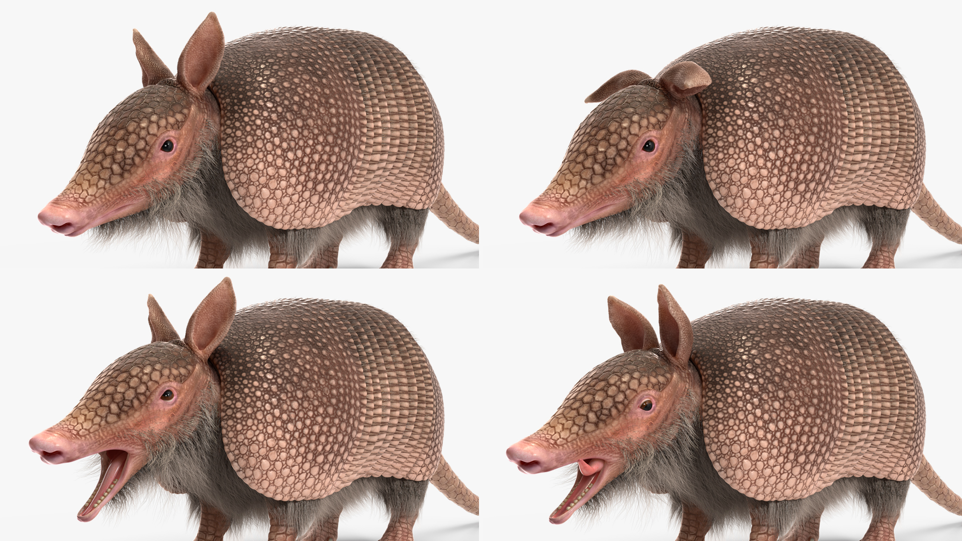 3D model Armadillo Pink Fur Rigged