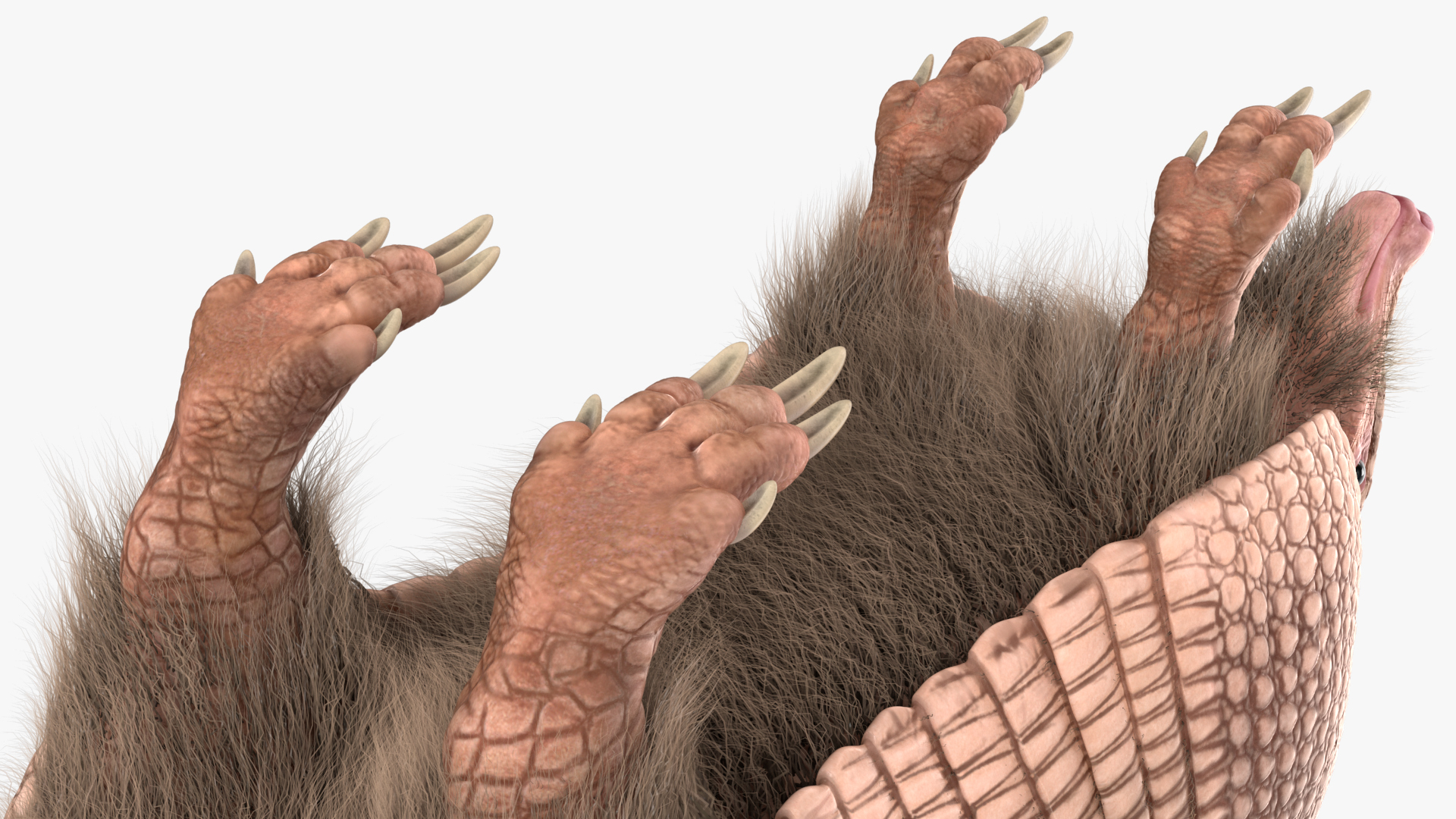 3D model Armadillo Pink Fur Rigged