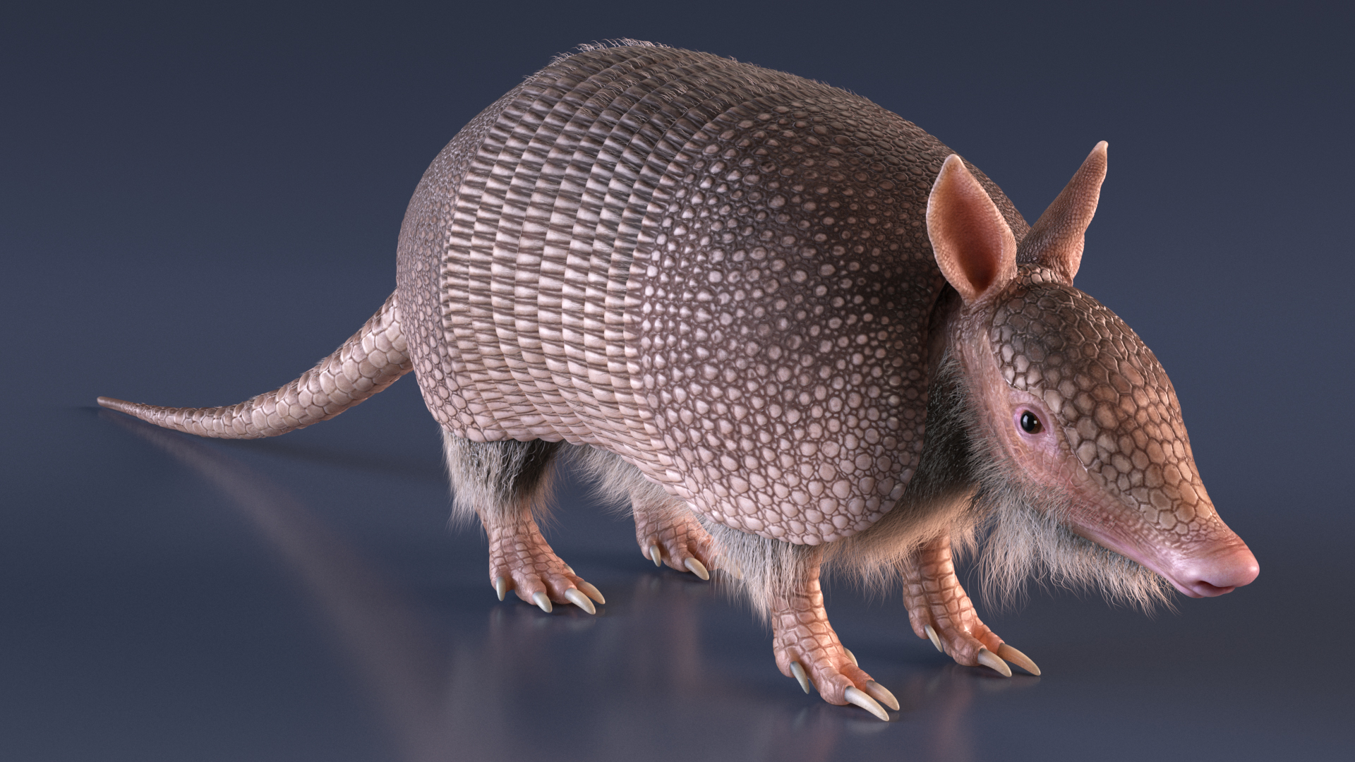 3D model Armadillo Pink Fur Rigged