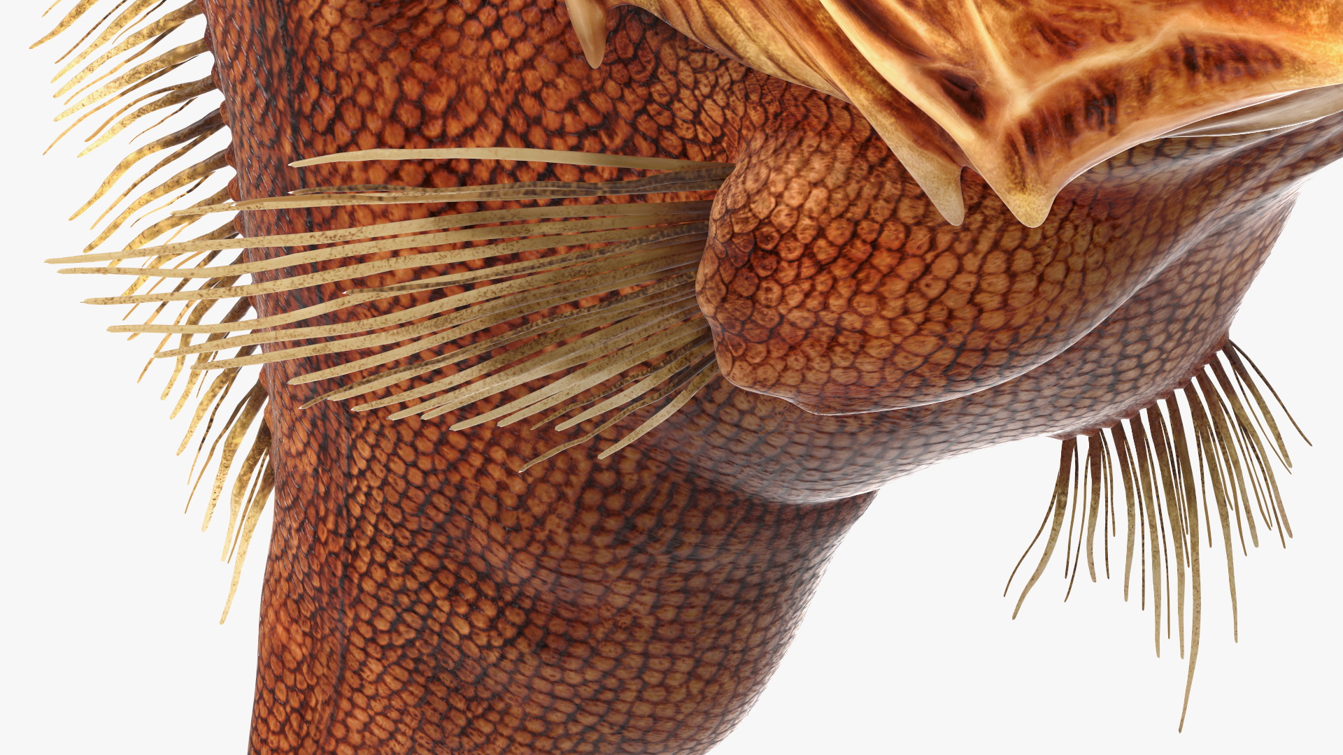 3D Common Fangtooth Fish