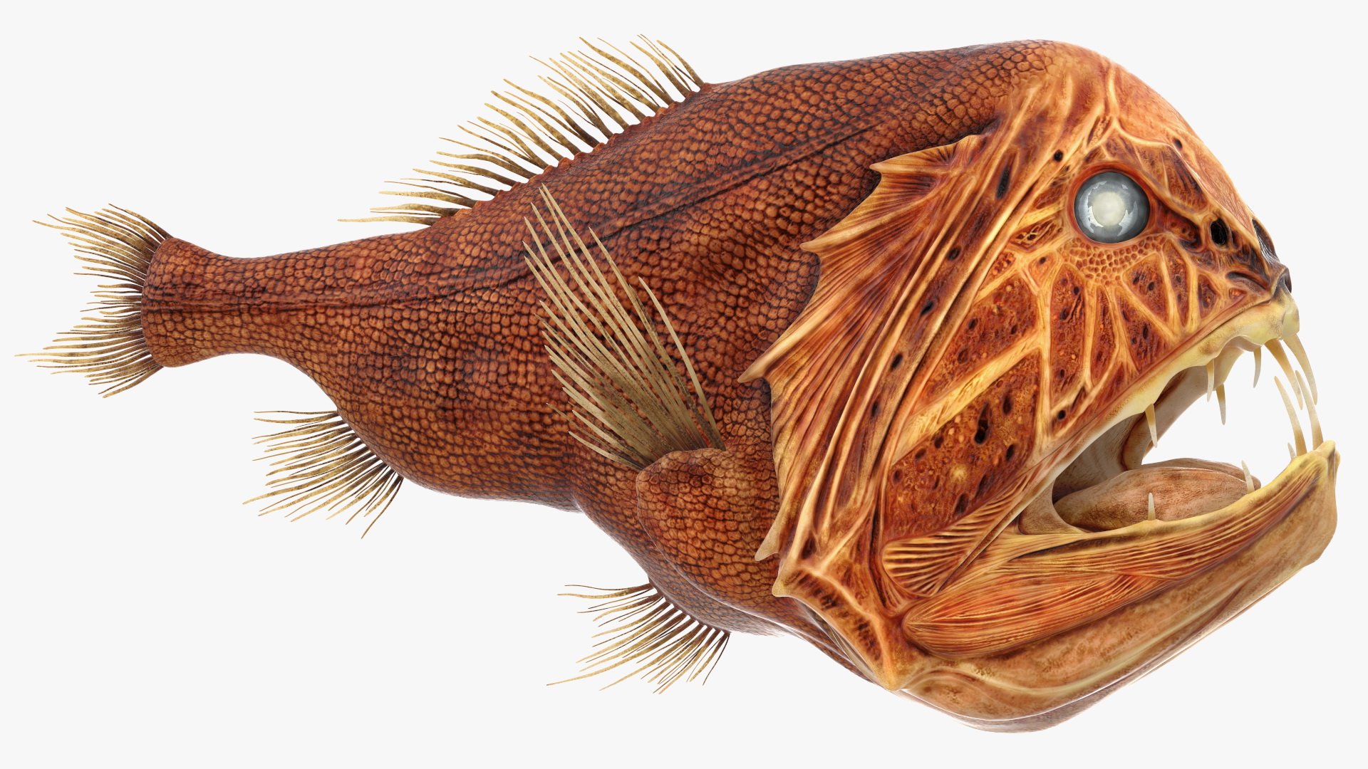 3D Common Fangtooth Fish