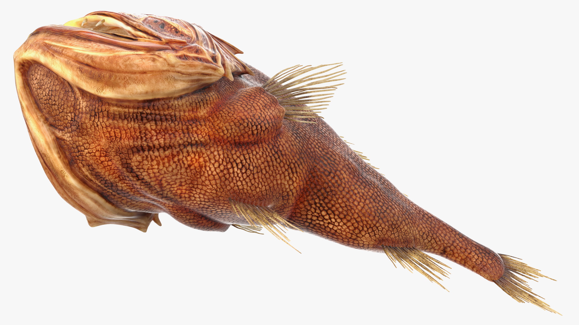 3D Common Fangtooth Fish