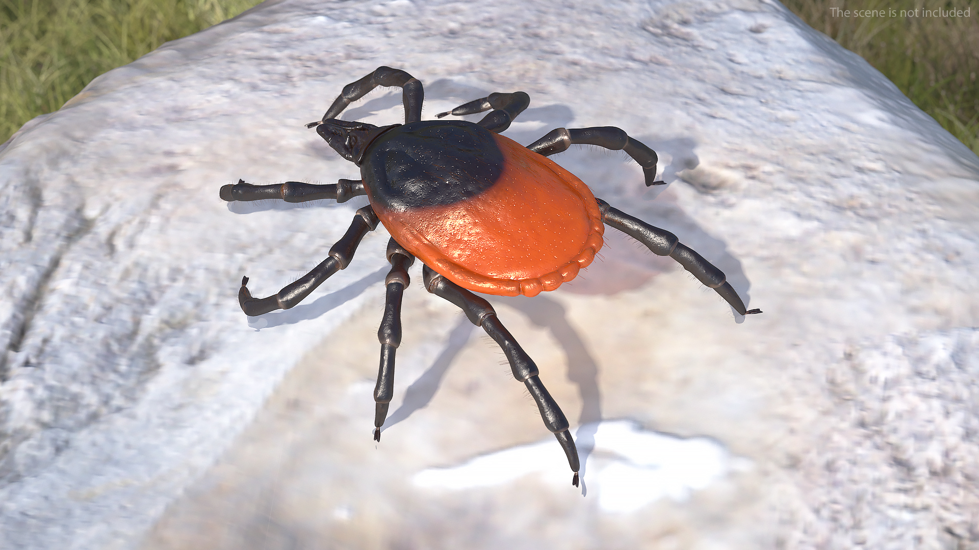 3D model Tick Fur