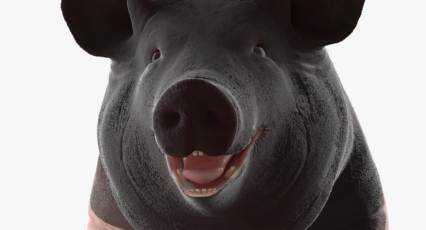 Hampshire Pig Sow Rigged 3D model