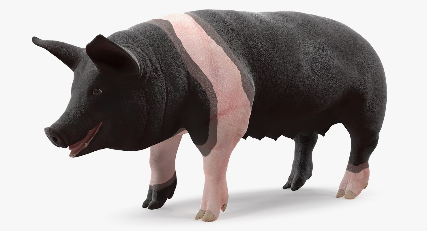 Hampshire Pig Sow Rigged 3D model
