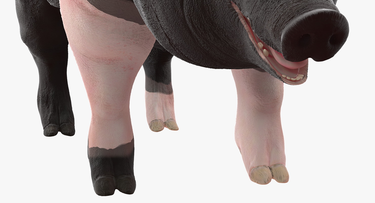 Hampshire Pig Sow Rigged 3D model