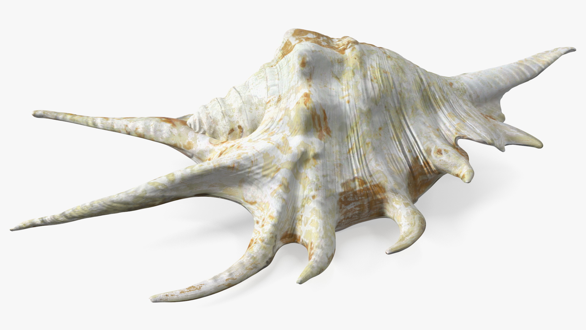 Sea Shell Spider Conch Lambis 3D model