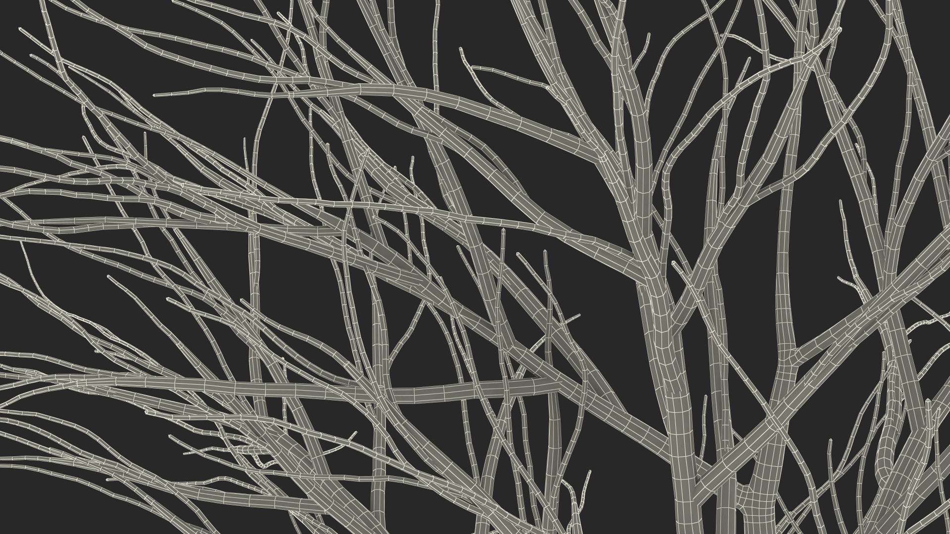 3D Naked Birch Tree