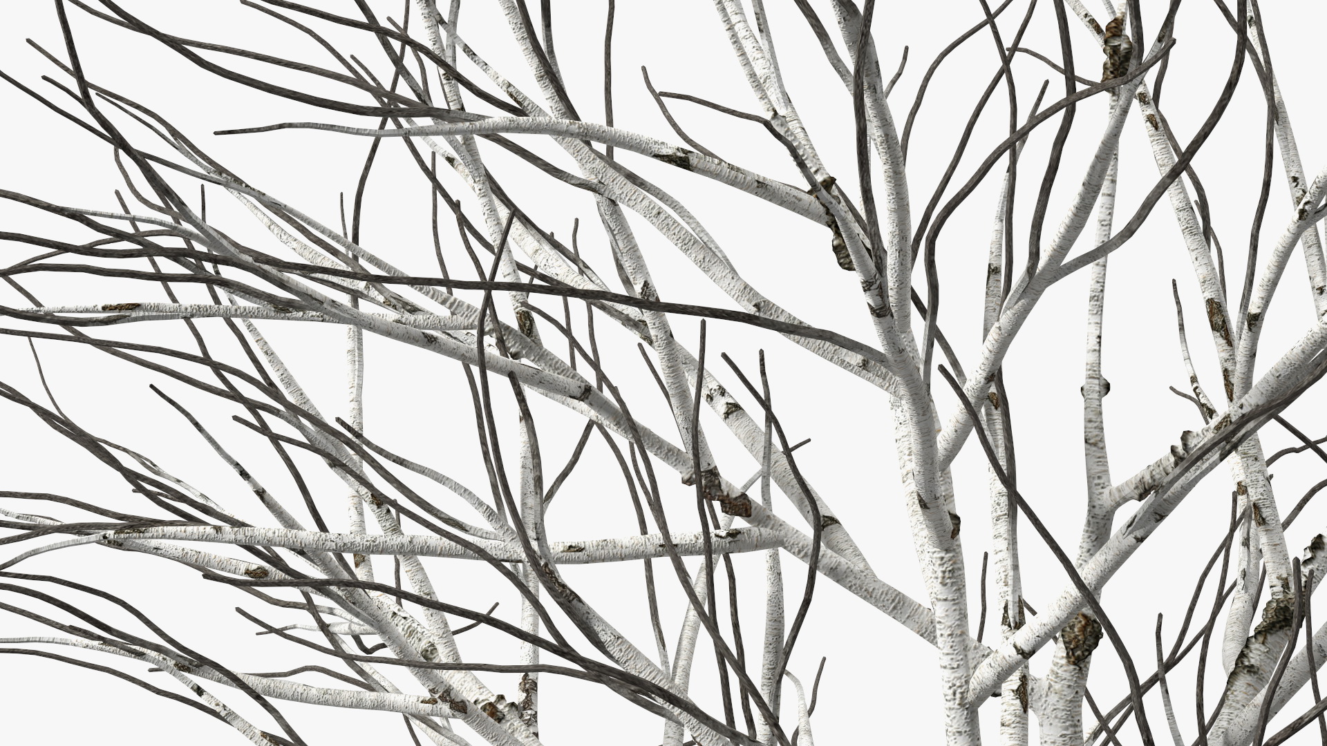 3D Naked Birch Tree