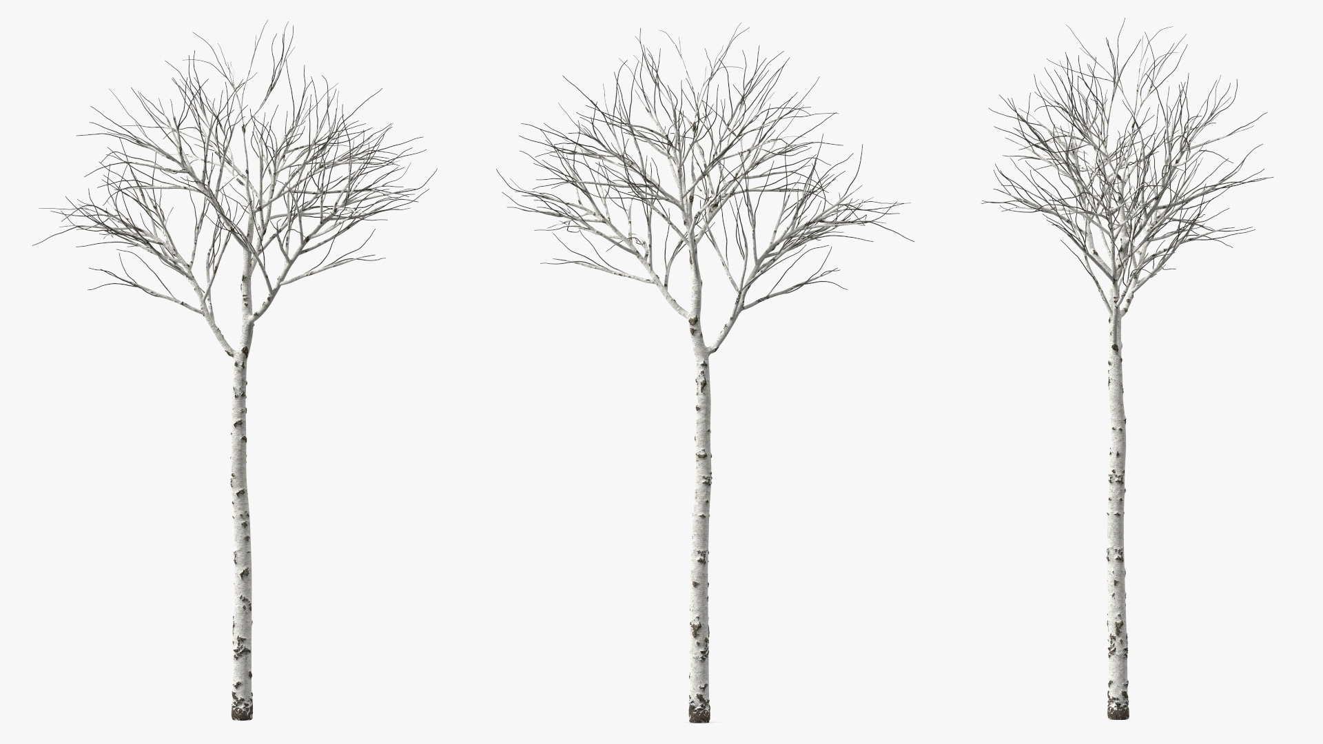 3D Naked Birch Tree